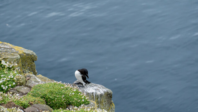 Preening Razorbill on Sea Cliff