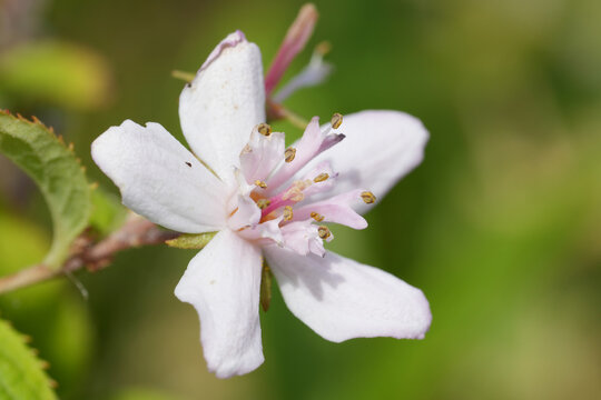 Closeup on a single white Japanese Snow Flower, Deutzia species