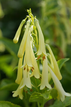 Closeup on the long elongated flowers of the Cape Figwort, Phygelius rectus