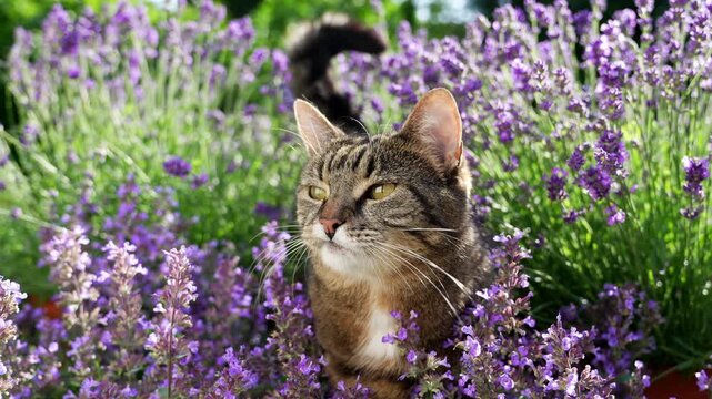 tabby cat surrounded by a field of flowering catnip plants, licking it&rsquo;s mouth and looking at camera, outdoors in sunny garden