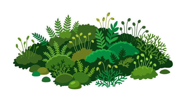 Lush green moss and ferns growing in nature.