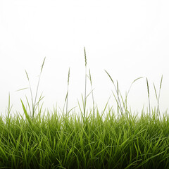 Fototapeta premium Green Grass Clump Isolated on White Background, AI Generated