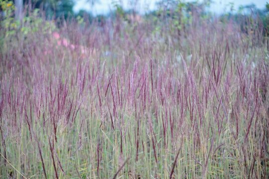 Wide-angle view of a wild cogon grass field with beautiful reddish-purple flowers blooming outdoors.