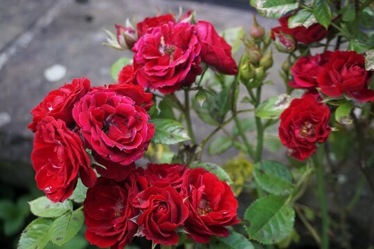 Roter Rosenbusch &uuml;ber brauner Steinmauer in Garten am Abend im Fr&uuml;hling