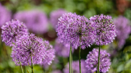 Fototapeta premium Decorative Allium bow — graceful peduncles are crowned with star-shaped lilac-purple flowers gathered in an openwork ball