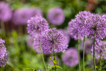 Obraz premium Decorative Allium bow — graceful peduncles are crowned with star-shaped lilac-purple flowers gathered in an openwork ball