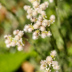 Fototapeta premium Cat 's foot ( Latin- Antennaria dioica ) is a species of herbaceous plant of the genus Cat's foot ( Antennaria ) of the Asteraceae family