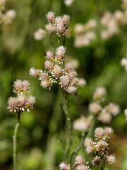 Fototapeta premium Cat 's foot ( Latin- Antennaria dioica ) is a species of herbaceous plant of the genus Cat's foot ( Antennaria ) of the Asteraceae family