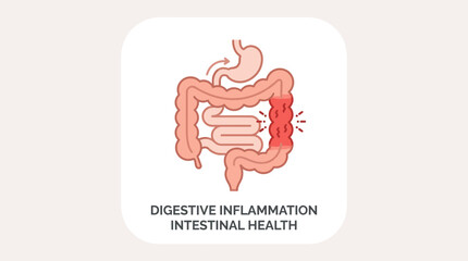 Fototapeta premium Simple intestine anatomy icon with inflammation highlight, digestive disease concept, clean geometric flat vector