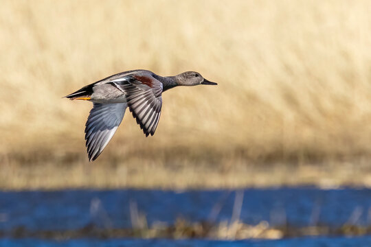 Gadwall
