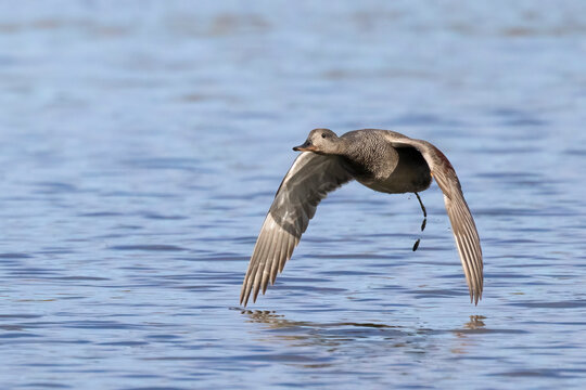 Gadwall