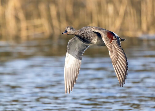 Gadwall