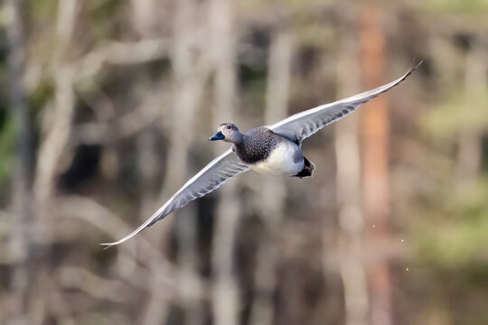 Gadwall