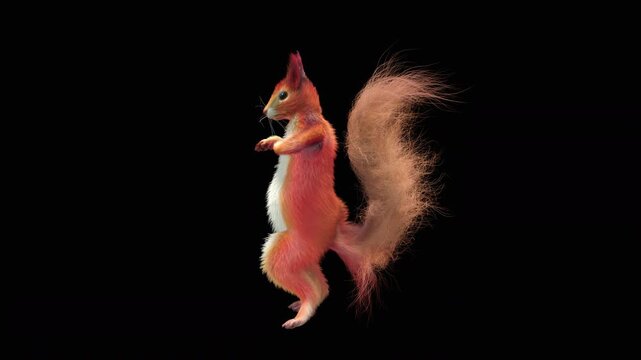 Realistic dancing squirrel performing rumba dance animation with alpha channel transparent background