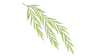 Naklejka premium Slender green willow branch with long, flowing leaves, isolated on a clean white background.