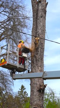 Professional lumberjack in safety gear using a chainsaw to prune a tall tree, operating from an aerial lift platform with sawdust flying against a clear blue sky background