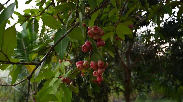 Rose apples hang from tree near Tubkaek Beach