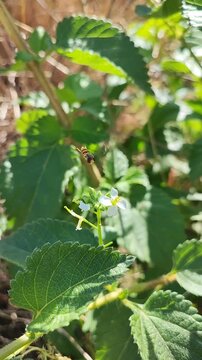    Episyrphus balteatus. La mosca cernidora se alimenta de n&eacute;ctar. 