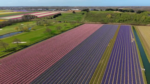 Aerial view of colorful flower fields in long parallel rows with grassy areas, canals, trees, and surrounding farmland in the Netherlands.