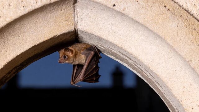 Tiny common pipistrelle bat hanging from a gothic arch while searching for a roosting spot