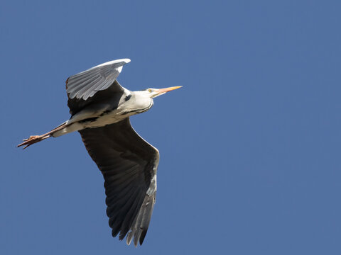Grey heron
