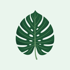 Flat vector illustration of a tropical monstera leaf © MdBillal