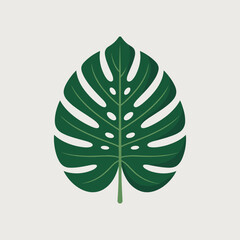 Monstera deliciosa leaf vector illustration © MdBillal