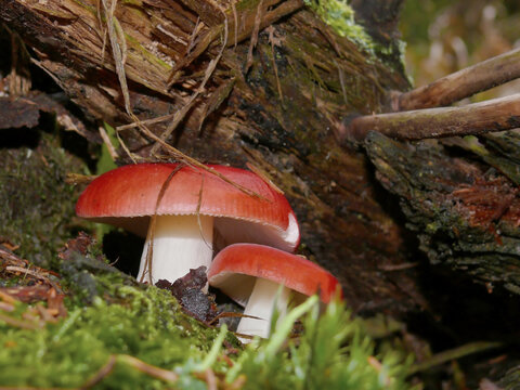 Close-up of two sickener mushrooms (Russula emetica) with bright red caps growing among moss and decaying wood in a forest habitat. 