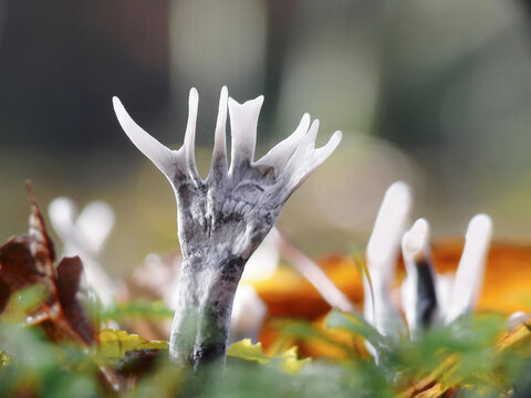 Close-up of candlesnuff fungus (Xylaria hypoxylon) emerging from decaying wood on a forest floor. The distinctive antler-like fruiting bodies with white spore-covered tips.