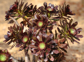Aeonium arboeum- black rose © Andrzej