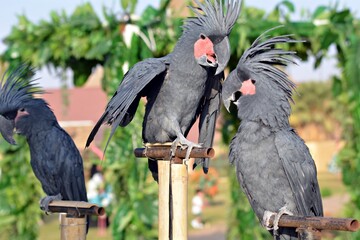 day time portrait of three grey cockatoos © Syed Hunain RIaz