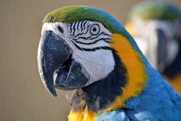 Fototapeta premium blue and yellow macaw closeup