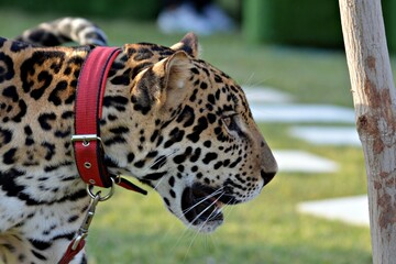 leopard in zoo © Syed Hunain RIaz