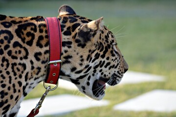 close up of a leopard during daytime © Syed Hunain RIaz