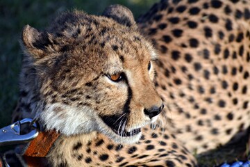 portrait of a cheetah © Syed Hunain RIaz