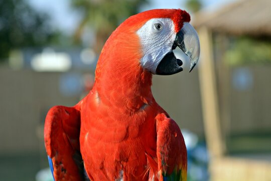 day time close up of a red macaw parrot