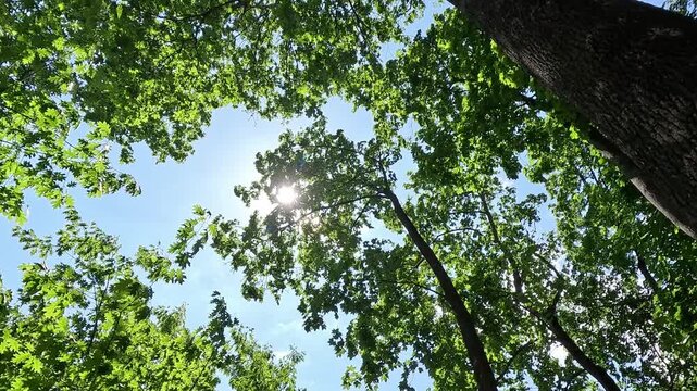 Low angle view of a tall green tree crown against a blue sky. The camera slowly pans from the shadowed branches to the bright open sky, sunlight filtering through the dense foliage.