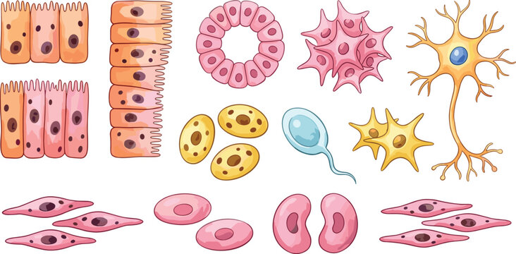 Vector illustration of diverse human cell types including epithelial, connective, neuron, sperm, red blood, and muscle cells