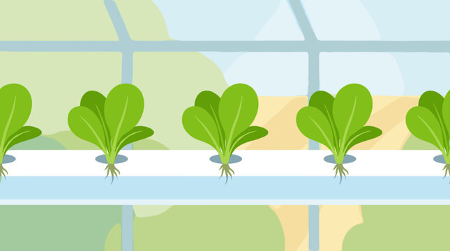 Fresh lettuce seedlings growing in white hydroponic pipe, lettuce, seedlings, hydroponic, pipe, plants, green, agriculture,