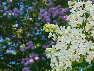 Obraz premium White lilac branch and purple lilac on background