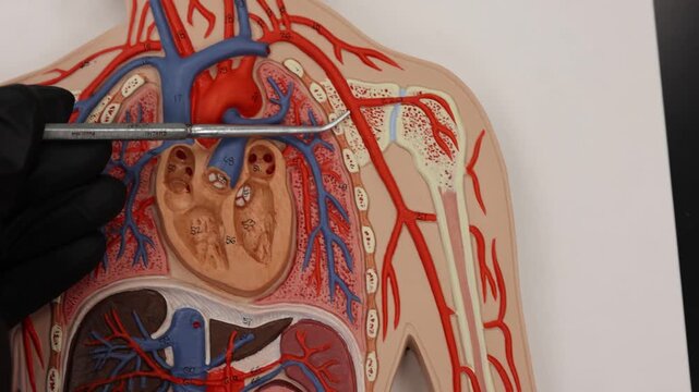 Following The Brachial Artery Down Left Arm Anatomy Model