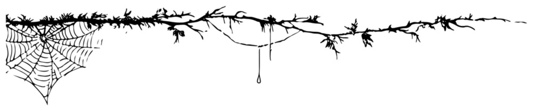 Gothic spider web and thorny branch border vector, halloween decorative line art divider, dark nature vine with water drop illustration