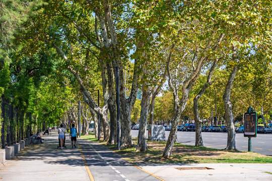 Buenos Aires, Argentina&nbsp; - MARCH 17, 2026: Shady sidewalk lined with large plane trees in Buenos Aires, Argentina, with people walking along the path on a sunny day