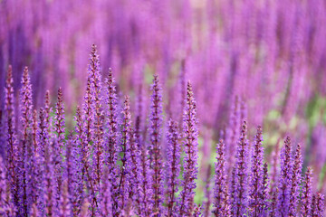 Obraz premium Sage flowers in summer, Salvia nemorosa, selective focus. Healing plant used in cosmetics and pharmaceutical industry, purple background