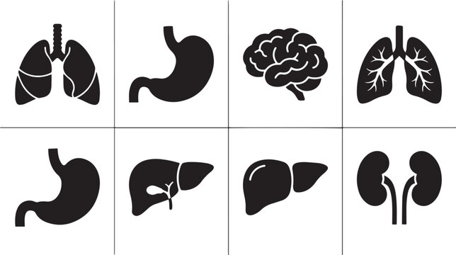 Black vector icon set of human internal organs including lungs stomach brain liver and kidneys for medical anatomy illustration