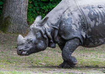 Fototapeta premium Side view of Indian rhinoceros stepping on muddy ground near trees and greenery, wildlife conservation and animal care concept.