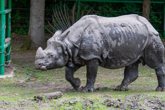 Side view of a one-horned rhinoceros striding across grass and mud near a fenced habitat.