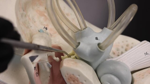 Highlight Of Sound Pathway From Ear Bones To Cochlea