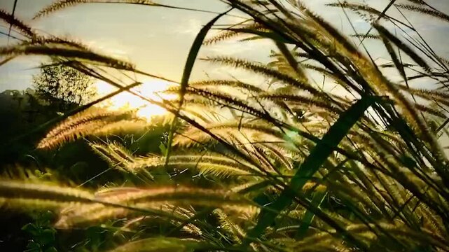 Beautiful green grass field illuminated by warm golden hour sunlight with soft natural backlight. Peaceful countryside landscape featuring fresh vegetation, glowing meadow, and tranquil outdoor scener