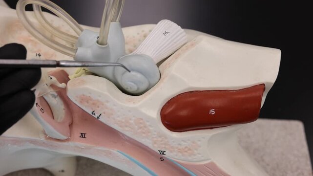 Highlighting The Cochlea And Cochlear Nerve On Ear Model